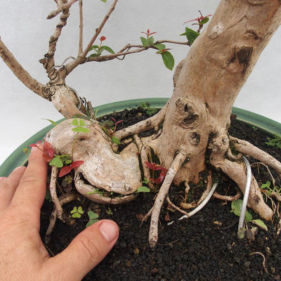 Indoor Bonsai - Australian Cherry - Eugenia uniflora - 5