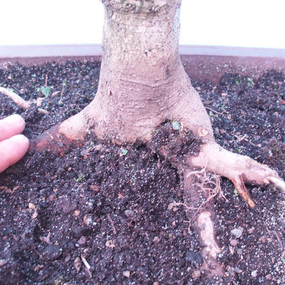 Outdoor bonsai -Javor babyka - Acer campestre - 5