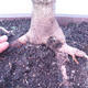 Outdoor bonsai -Javor babyka - Acer campestre - 5/6