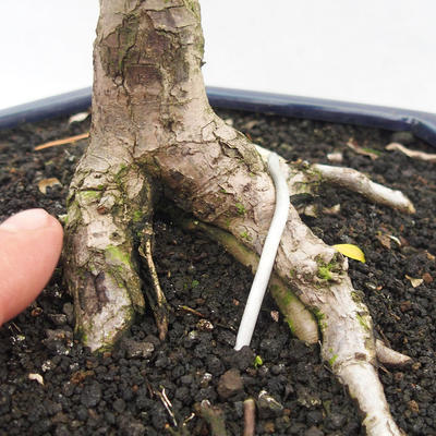 Kryty bonsai -Eleagnus - Hlošina - 5