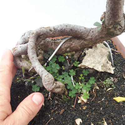 Kryty bonsai -Eleagnus - Hlošina - 5