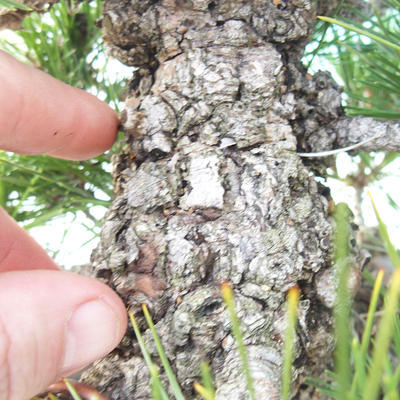 Outdoor bonsai - Pinus thunbergii - Sosna Thunbergova - 5