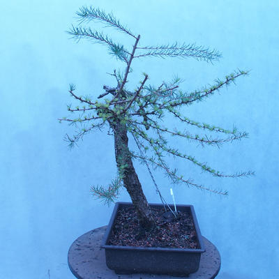 Yamadori - Modrzew liściastych - Larix decidua - 5