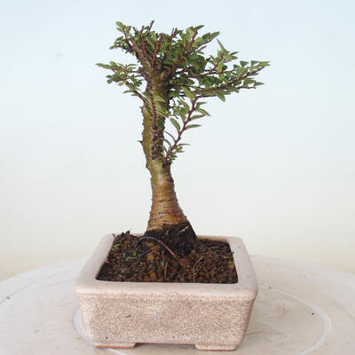Bonsai zewnętrzne - Ulmus parvifolia SAIGEN - Wiąz drobnolistny - 5