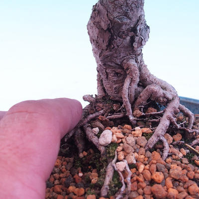 Outdoor bonsai -Borovice drobnokvětá - Pinus parviflora glauca - 5