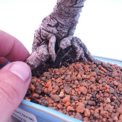 Outdoor bonsai -Borovice drobnokvětá - Pinus parviflora glauca - 5
