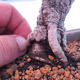 Outdoor bonsai -Borovice drobnokvětá - Pinus parviflora glauca - 5/7