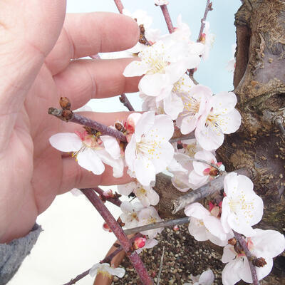 Outdoor bonsai - morela japońska - Prunus Mume - 5