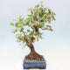 Outdoor bonsai -Malus Halliana - owocach jabłoni - 5/7