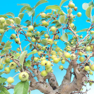 Outdoor bonsai - Malus halliana - jabłoń Malplate - 5