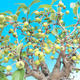 Outdoor bonsai - Malus halliana - jabłoń Malplate - 5/5