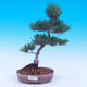 Outdoor bonsai -Borovice drobnokvětá - Pinus parviflora glauca - 5/7