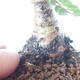 Bonsai zewnętrzne - Ulmus parvifolia SAIGEN - Wiąz drobnolistny - 5/7