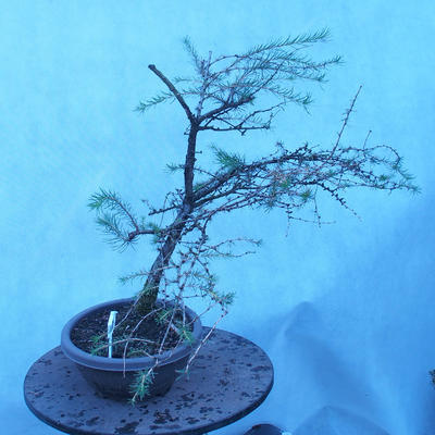 Yamadori - Modrzew liściastych - Larix decidua - 5