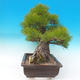 Outdoor bonsai - Pinus thunbergii - Sosna Thunbergova - 5/6