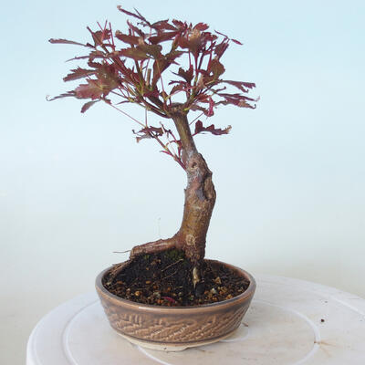 Bonsai zewnętrzne - palma Acer. Atropurpureum-Czerwony liść palmowy - 5