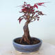 Bonsai zewnętrzne - palma Acer. Atropurpureum-Czerwony liść palmowy - 5/5
