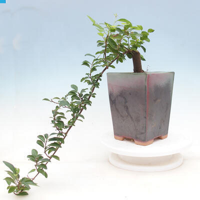 Kryty bonsai - Grewia occidentalis - Lawendowa gwiazda - 5