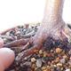 Bonsai na zewnątrz - Maple palmatum sangokaku - Liść palmy klonowej - 5/5