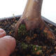 Bonsai outdoor - Maple palmatum DESHOJO - Maple palmate - 5/6