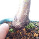 Bonsai outdoor - Maple palmatum DESHOJO - Maple palmate - 5/6