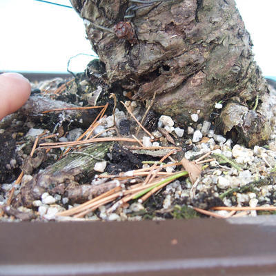 Outdoor bonsai - Pinus thunbergii - Sosna Thunbergova - 5