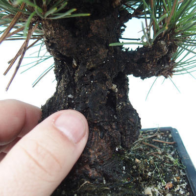 Outdoor bonsai - Pinus thunbergii corticosa - korka sosny - 5