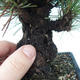Outdoor bonsai - Pinus thunbergii corticosa - korka sosny - 5/5