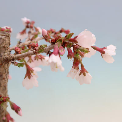 Bonsai zewnętrzne - Prunus incisa Kojou-no mai-cięcie śliwki - 5