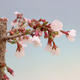 Bonsai zewnętrzne - Prunus incisa Kojou-no mai-cięcie śliwki - 5/6