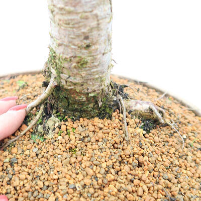 Bonsai zewnętrzne - Larix decidua - Modrzew liściasty - 5