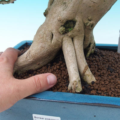 Pokój bonsai-PREMNA MICROPHYLLA Kozlovoň malolistá - 5