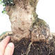Kryte bonsai - Olea europaea sylvestris - Europejska oliwa z małych liści - 5/6