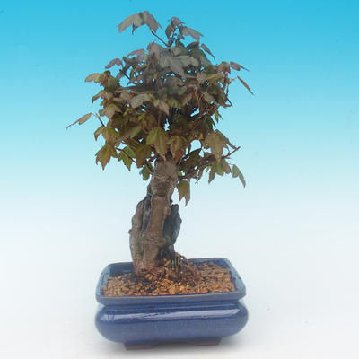Shohin - Klon, Acer burgerianum na skale - 5