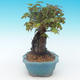 Shohin - Klon, Acer burgerianum na skale - 5/6