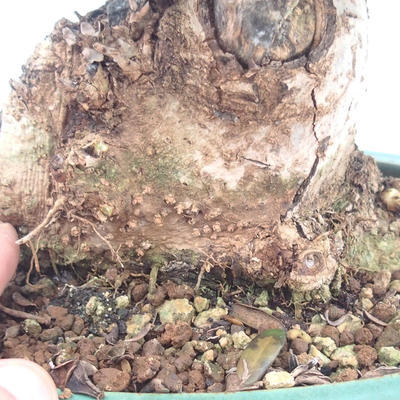 Kryte bonsai - Olea europaea sylvestris - Europejska oliwa z małych liści - 5