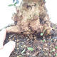 Kryte bonsai - Olea europaea sylvestris - Europejska oliwa z małych liści - 5/6