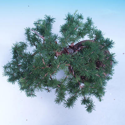 Outdoor bonsai -Larix decidua - modrzew europejski - 5