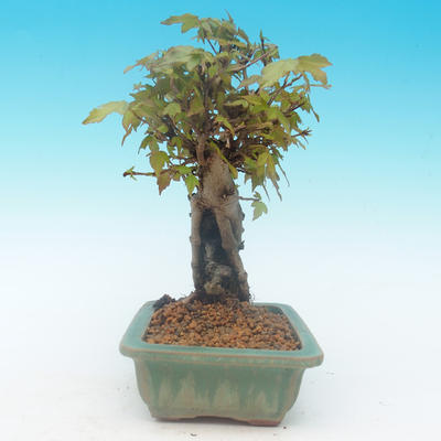 Shohin - Klon, Acer burgerianum na skale - 5
