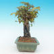 Shohin - Klon, Acer burgerianum na skale - 5/6