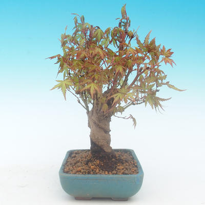 Shohin - Klon, Acer palmatum - 5