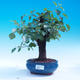 Outdoor bonsai -Mahalebka - wiśnia wonna - 5/6