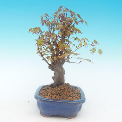Shohin - Klon, Acer palmatum - 5
