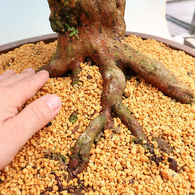 Outdoorowe bonsai - azalia japońska SATSUKI- Azalea SHUSHUI - 5
