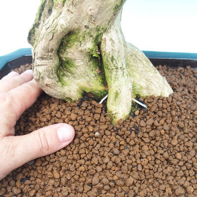 Pokój bonsai - Duranta variegata - 5