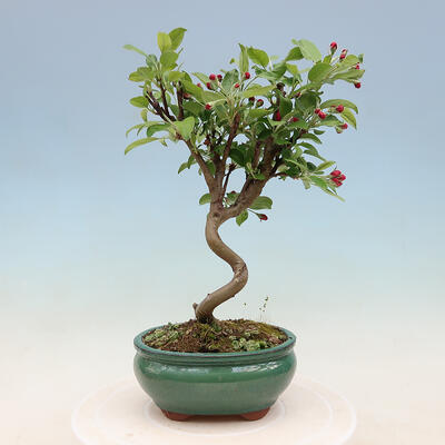Outdoor bonsai -Malus Halliana - owocach jabłoni - 5