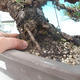 Pinus thunbergii - Sosna thunbergova - 5/5