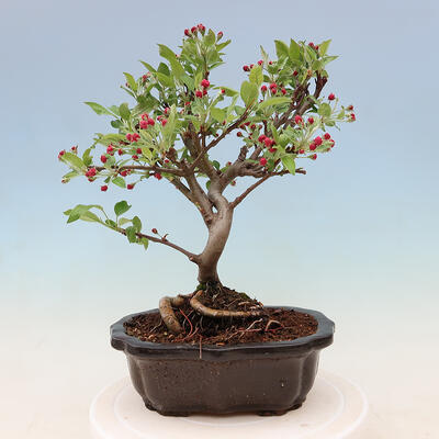 Outdoor bonsai -Malus Halliana - owocach jabłoni - 5