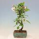 Outdoor bonsai -Malus Halliana - owocach jabłoni - 5/7