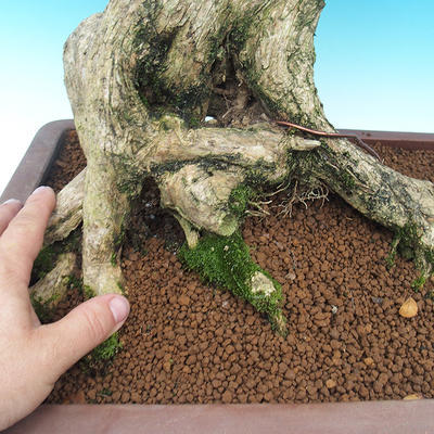 Pokój bonsai - Muraya paniculata - 5